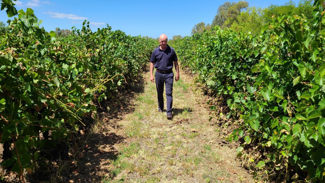 Alister Purbrick, chief executive of the Tahbilk Group, walks through his vineyard in central Victoria in February 2020.