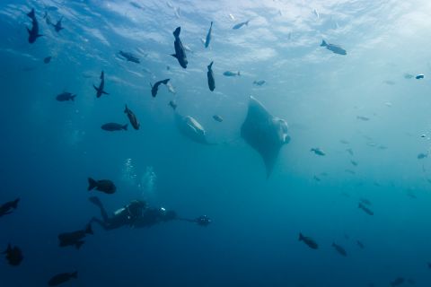 Over the course of the film, participants are taken on a dive with Woolsey on the coral reefs off the western Pacific Island of Palau. They swim with manta rays, sea turtles and sharks as well as witnessing the state of the reefs.