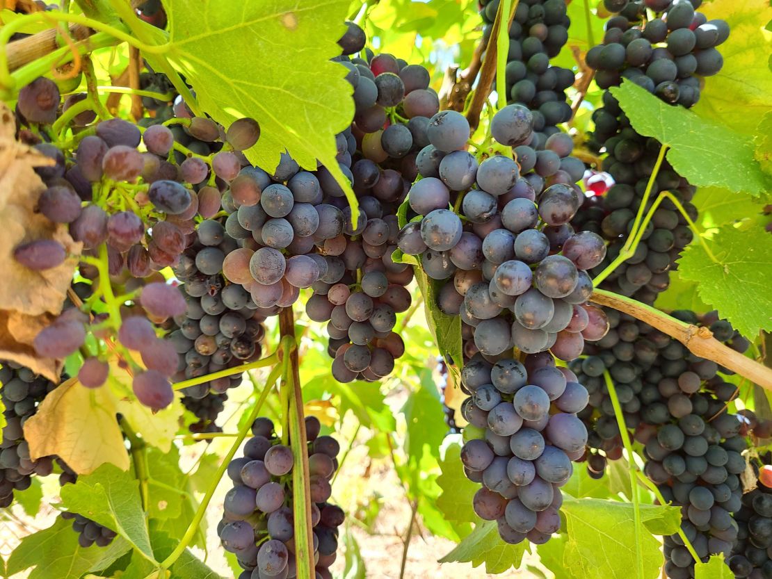 Grapes on the vine at Tahbilk winery in central Victoria in February 2020.