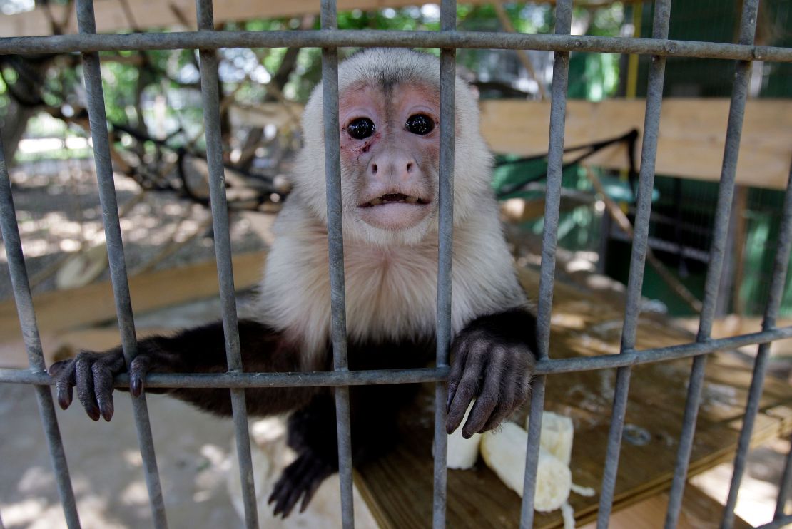 A capuchin monkey is seen at Primarily Primates, Inc. in 2010 in San Antonio, Texas. 