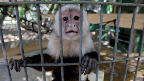A capuchin monkey is seen at Primarily Primates, Inc. in 2010 in San Antonio, Texas.