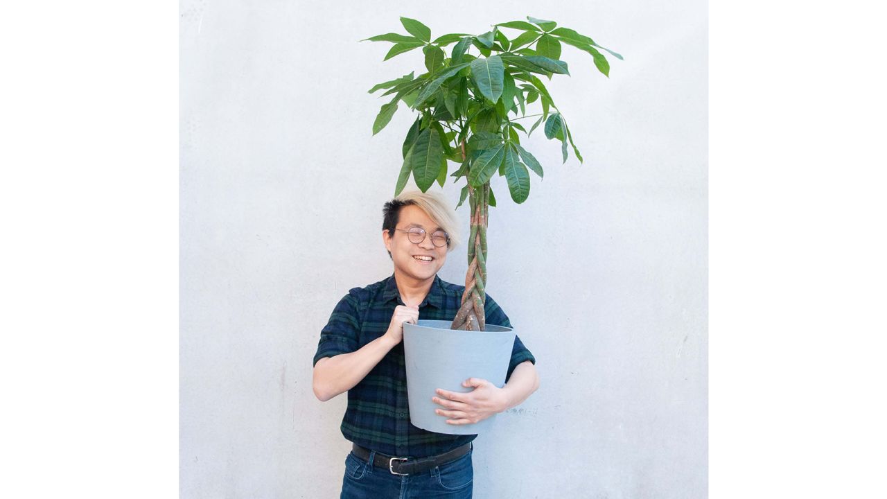 Money Tree