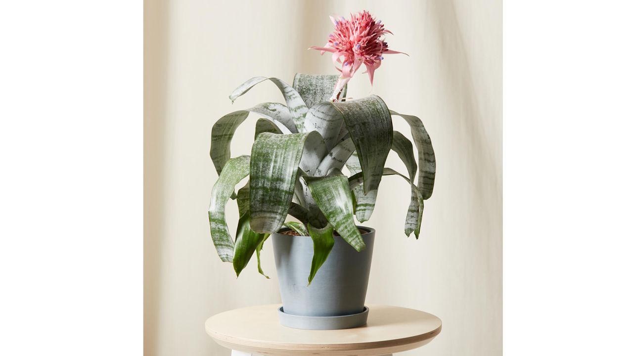 Bromeliad Aechmea Pink