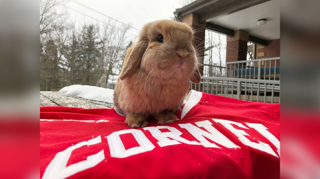 By starring in her Valentine's Day cards, Finn helped Scannell raise $2,252 for Cornell EARS, the campus peer-counseling program.