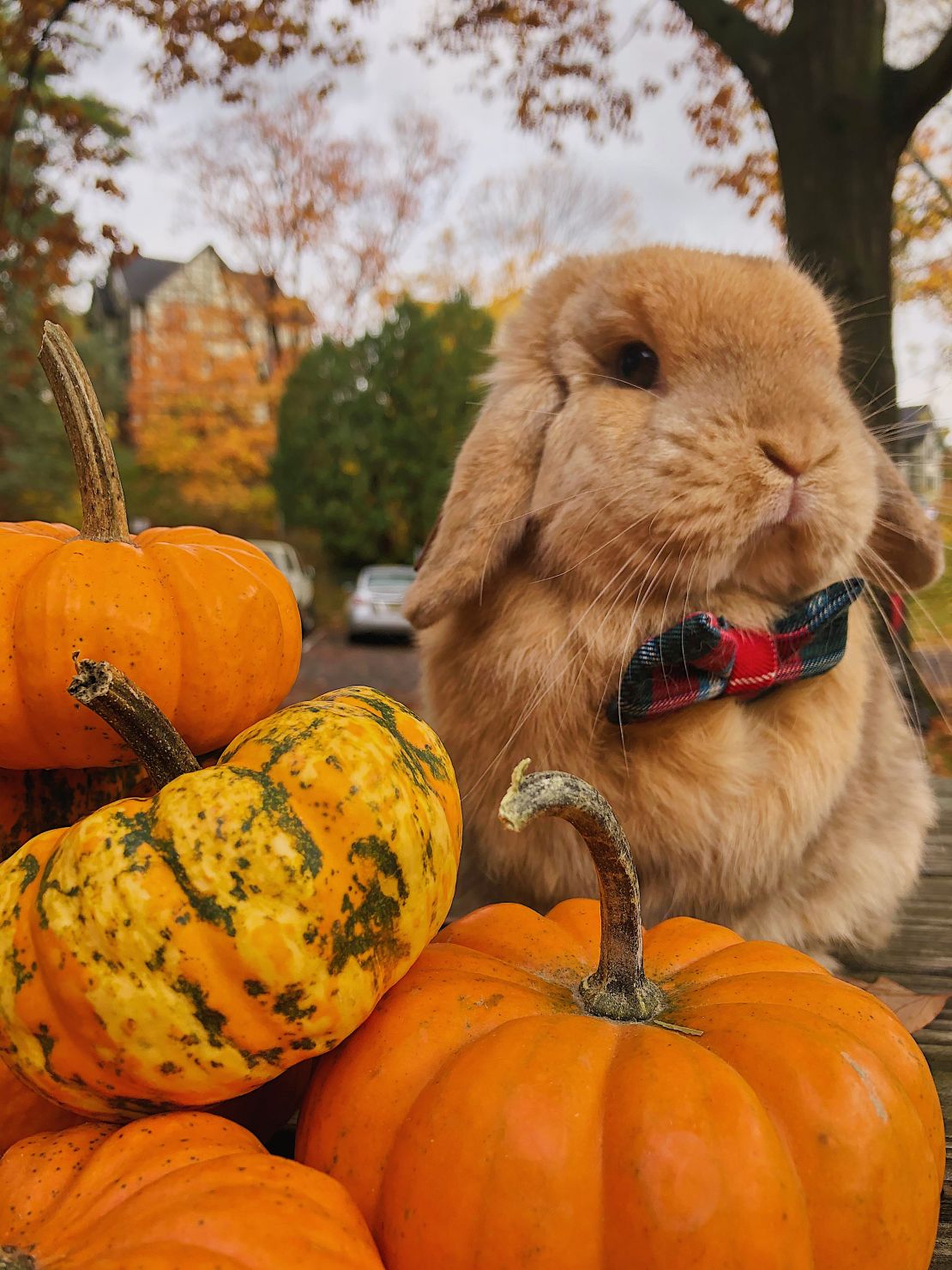 Finn has celebrated all of the holidays and seasons on campus at Cornell University, while most students were away due to the pandemic.