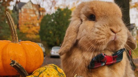 Finn has celebrated all of the holidays and seasons on campus at Cornell University, while most students were away due to the pandemic.
