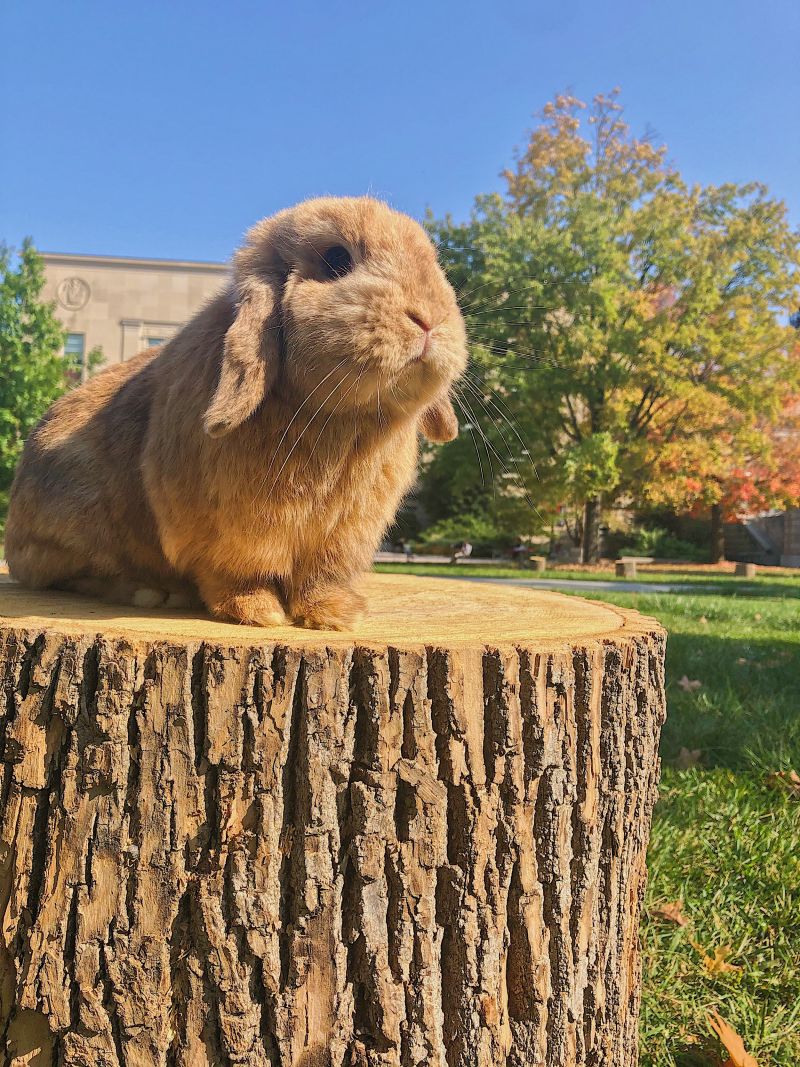 Meet the bunnies who helped people survive 2020 | CNN