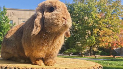 Finn, a Holland Lop rabbit, has already gained thousands of followers on Instagram (@BigRedBun) in his first two years with his owner, Erin Scannell.