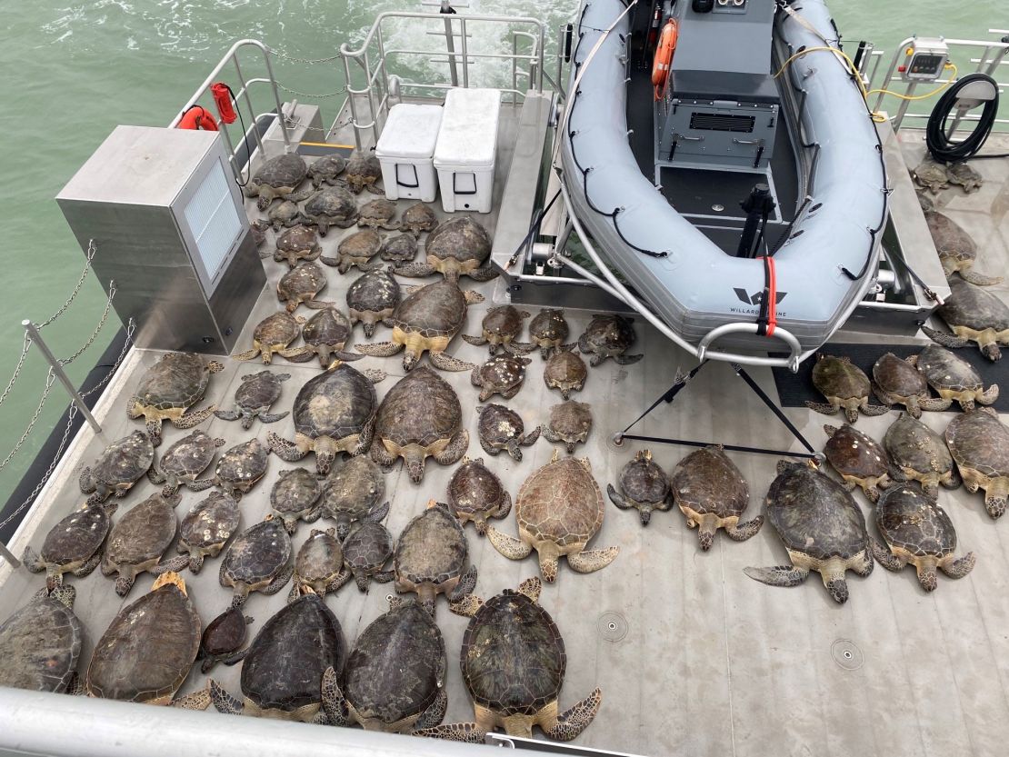 https://media.cnn.com/api/v1/images/stellar/prod/210218124033-01-texas-turtles-freezing-rescue-texas-trnd.jpg?q=w_1110,c_fill