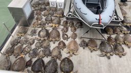 MTOG members, Sgt. Duke and B/M Bowers-Vest, were aboard the PV Murchison and assisted R8 Cameron County wardens with sea turtle recovery from the winter storm. There were a total of 141 sea turtles rescued from the frigid waters of the Brownsville Ship Channel and surrounding bays.