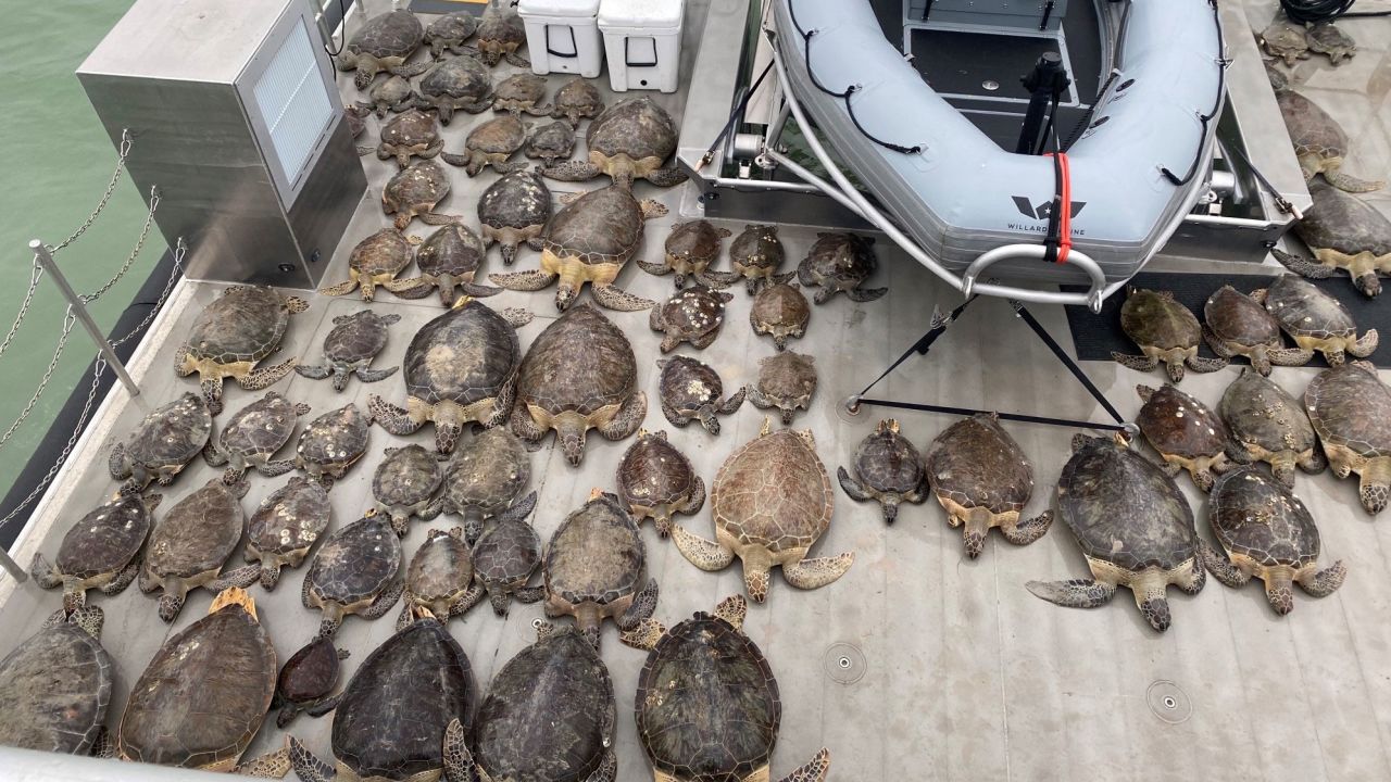Texas Game Wardens rescued 141 sea turtles from the frigid waters of the Brownsville Ship Channel and surrounding bays in the last week.