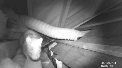 Exterminators say that rats are migrating to more residential areas in search of food during lockdown.