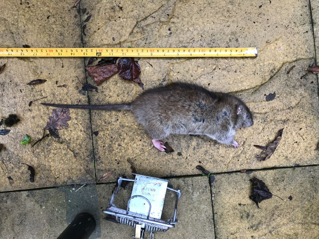 Paul Claydon says it's not uncommon for him to catch a rat measuring 40 centimeters (15.7 inches).