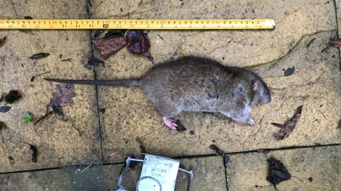 Paul Claydon says it's not uncommon for him to catch a rat measuring 40 centimeters (15.7 inches).