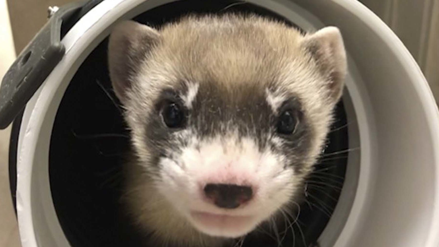 In this photo provided by the U.S. Fish and Wildlife Service is Elizabeth Ann, the first cloned black-footed ferret and first-ever cloned US endangered species, at 50-days old on Jan. 29, 2021. Scientists hope the slinky predator named Elizabeth Ann and her descendants will improve the genetic diversity of a species once thought extinct but bred in captivity and reintroduced successfully to the wild. (U.S. Fish and Wildlife Service via AP)