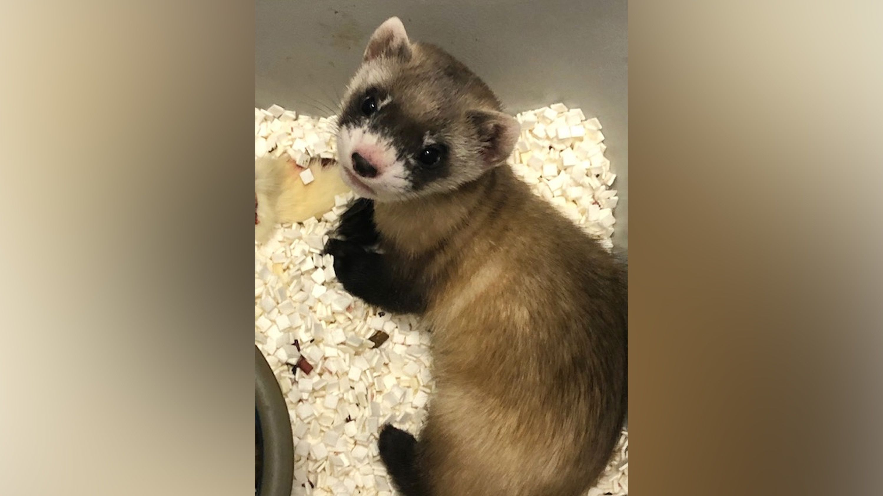 Black-footed ferret is first endangered American animal to be cloned | CNN