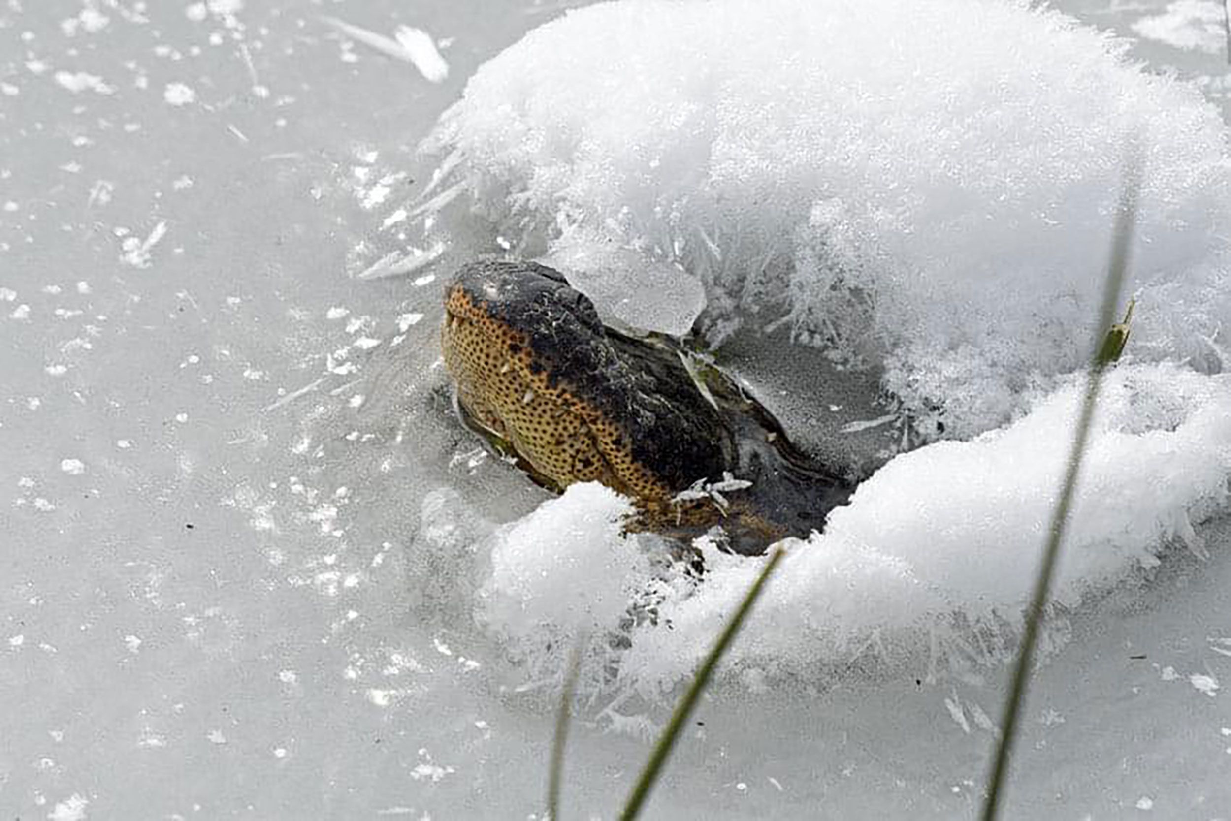Alligators stick their snouts above freezing waters to breathe | CNN