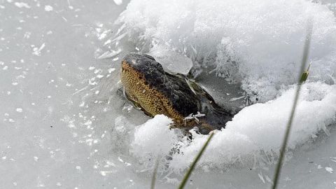 Don't worry -- this alligator is alive. During cold weather, gators stick their snouts above water to keep breathing while lowering their metabolic rates. 