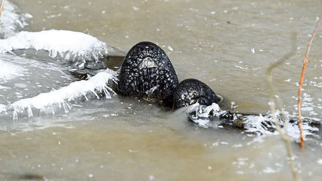 An alligator 'ices' at Red Slough Wildlife Management Area in Oklahoma.