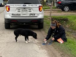 Natalie Parsons, an animal cruelty investigator, tends to a dog rescued by the Houston SPCA.