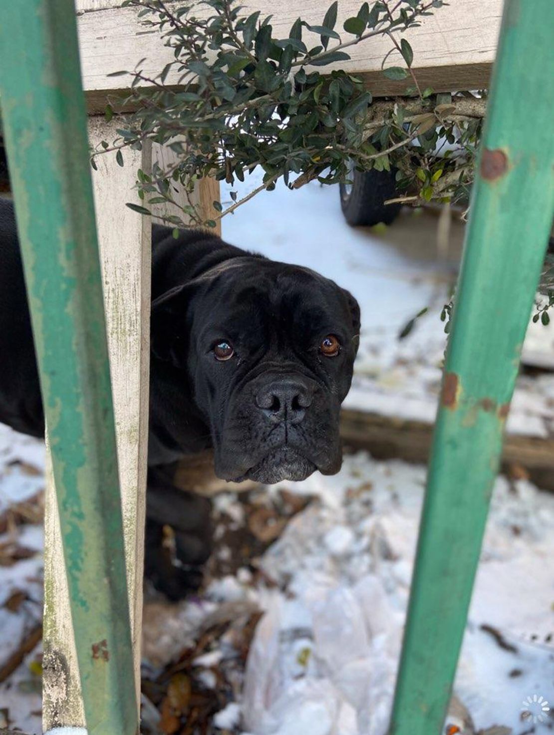 A dog is found outside of a Houston auto body shop in freezing temperatures.