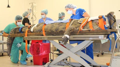 The procedure on the 10.5-foot, 341-pound crocodile was performed after several efforts to dislodge the object were unsuccessful. 