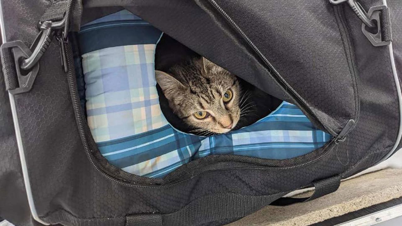 Sprinkles looks out of the bag that she and her kittens were found in.