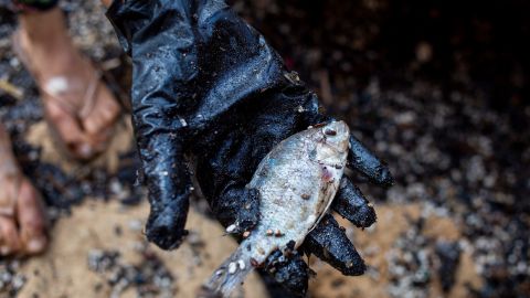 A woman holds a dead fish after she cleaned it from tar from a suspected oil spill in the Mediterranean sea in Gador nature reserve near Hadera, Israel, on February 20.