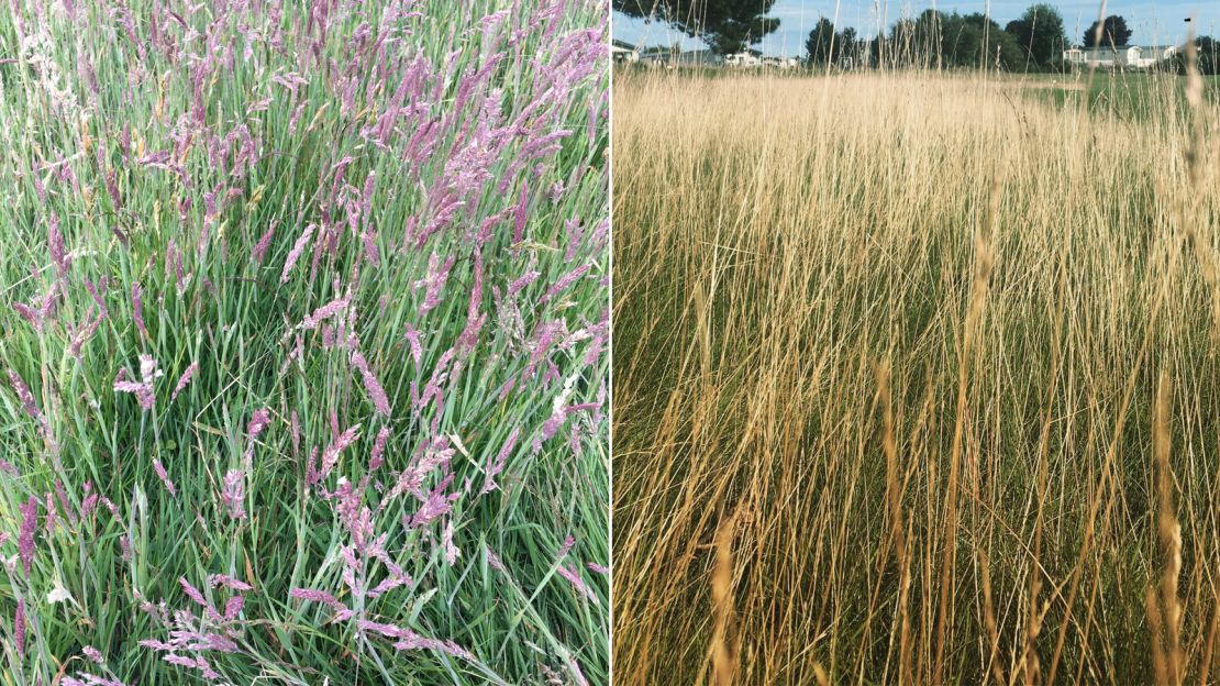 A before, left, and after split of the effect of moving to a largely chemical-free program at Nairn Dunbar Golf Club.