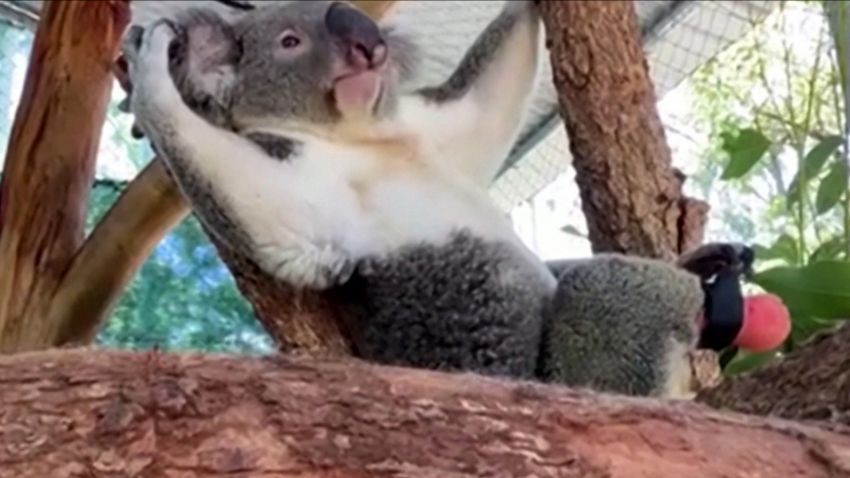 Triumph The Koala Gets Prosthetic Foot 1
