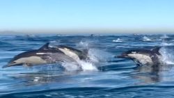 Newport Beach Dolphin Stampede 2