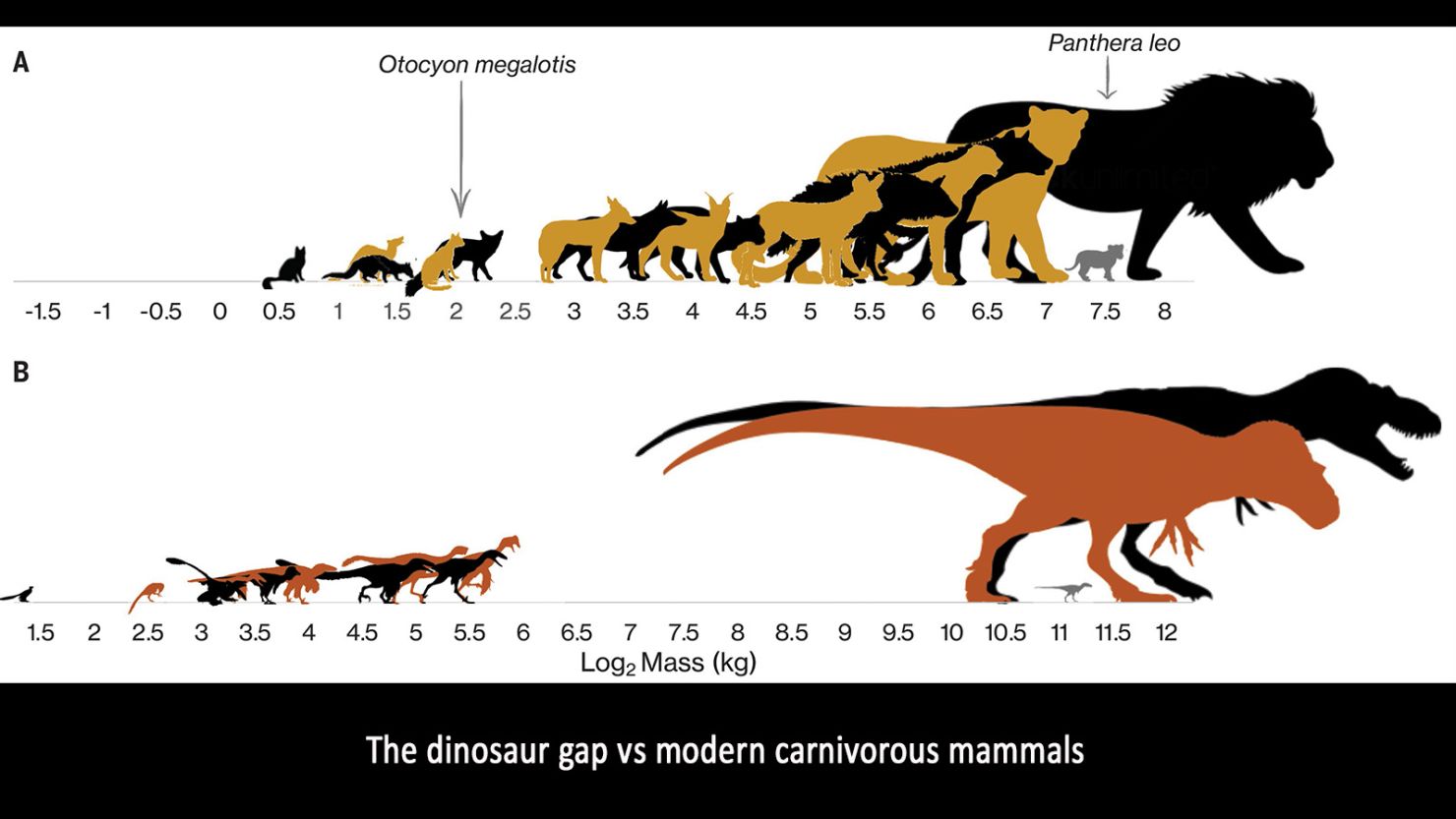 A graphic showing body sizes of modern carnivorous mammals compared with the body sizes of dinosaurs. 