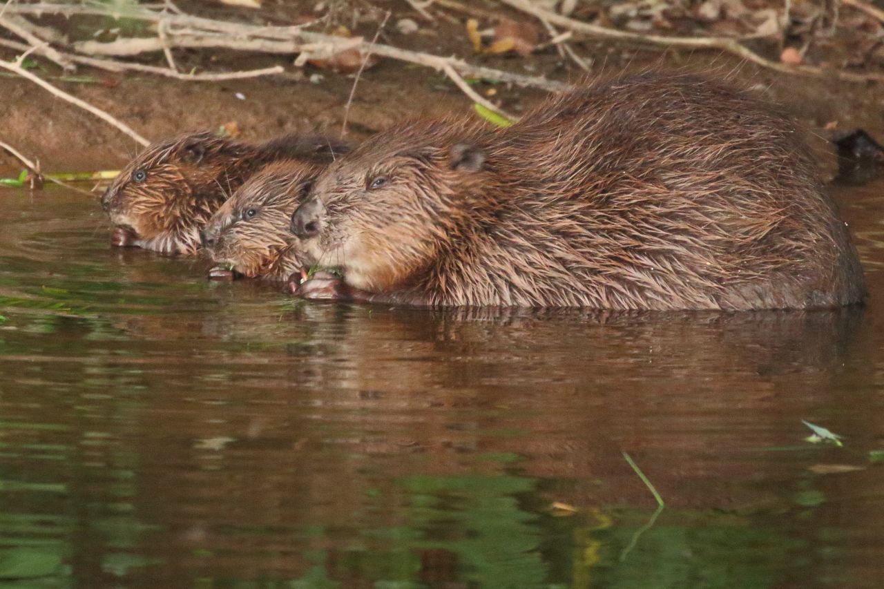 Pink Tag, one of the first beavers released onto the River Otter in Devon, southwest England, with two of her kits. 