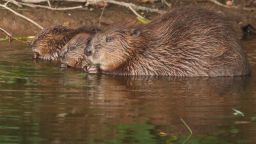 Pink Tag, one of the first beavers released onto the River Otter in Devon, with two of her kits. 
