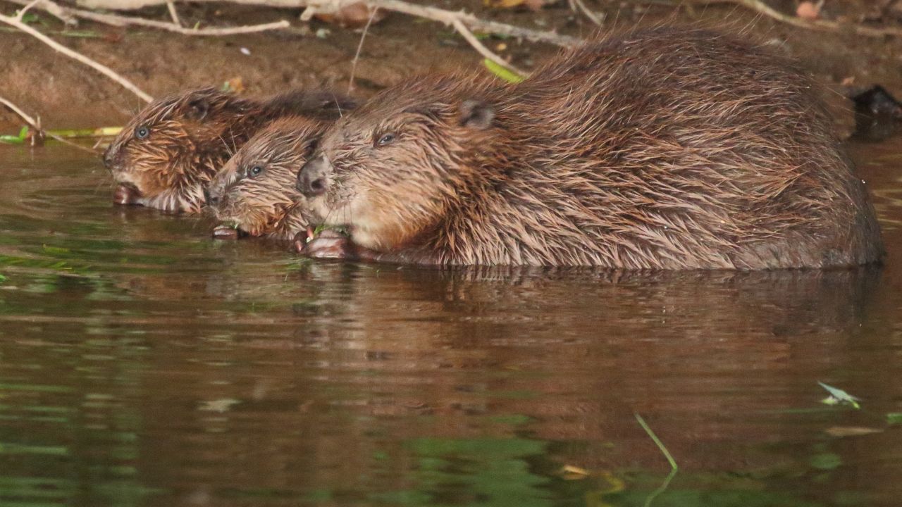 A female beaver in Devon, with her two kits.