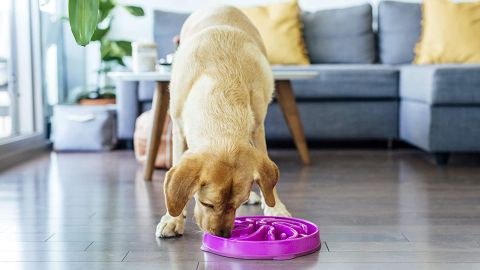 Outward Hound Slow Feeder Bowl