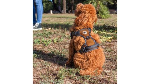 Zeus Da Bear Harness