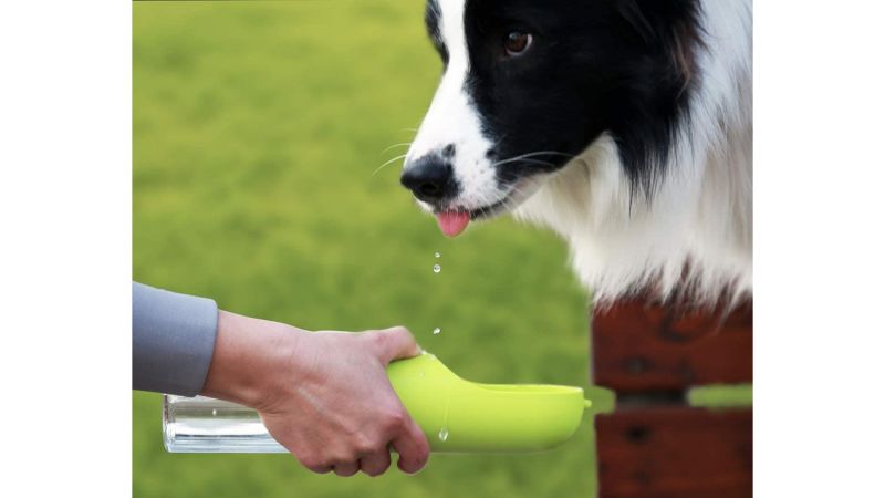 Dog supplies you need according to vets CNN Underscored