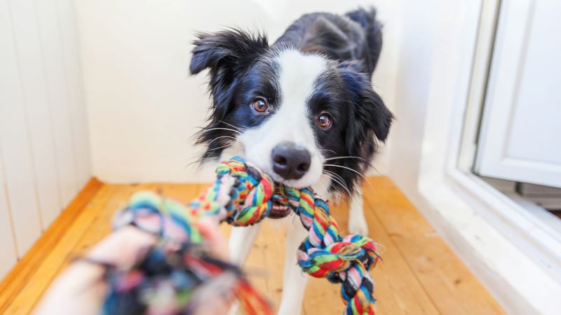 Supplies store for pets