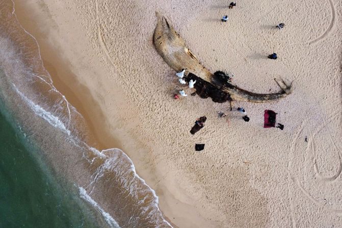 Scientists examine the body of a dead fin whale that washed up in Nitzanim, Israel, on Sunday, February 21.