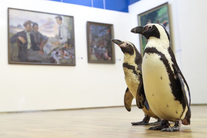 Penguins from the Lasta-Rica circus walk inside the Bryansk Regional Art Museum in Bryansk, Russia, on Thursday, February 25.
