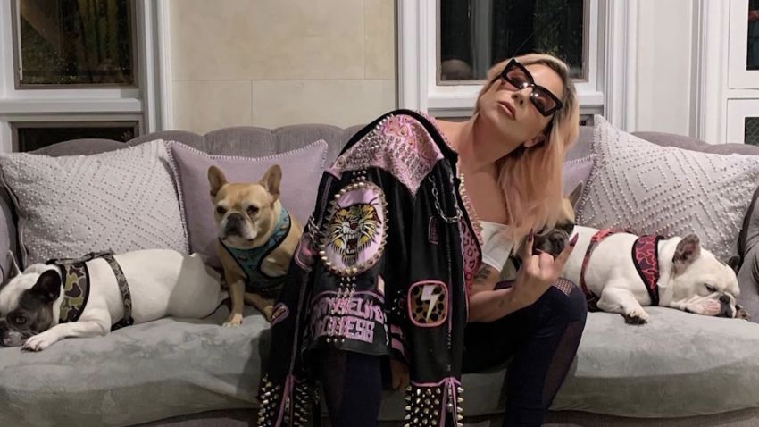 lady gaga with dogs