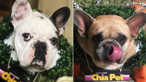 Lady Gaga's dogs Gustav (left) and Koji (right)