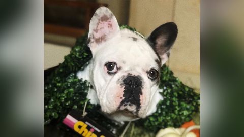 Lady Gaga's French bulldogs Gustav, pictured here, and Koji were stolen in a violent attack on her dog walker. 