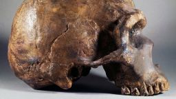 ITALY - JUNE 15: Neanderthal fossil skull (Homo neanderthalensis), profile, found in Mount Circeo, Lazio, Italy. Rome, Museo Di Paleontologia (Paleonthology Museum) (Photo by DeAgostini/Getty Images)