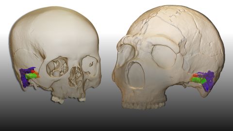 A virtual reconstruction of the ear in a modern human (left) and a Neanderthal skull. Whether Neanderthals, and other human ancestors, were capable of sophisticated spoken language has been a topic of long-standing debate in human evolution. 