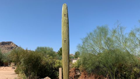 A 4G and 5G capable cactus in the Scottsdale, Arizona area built by Valmont Industries