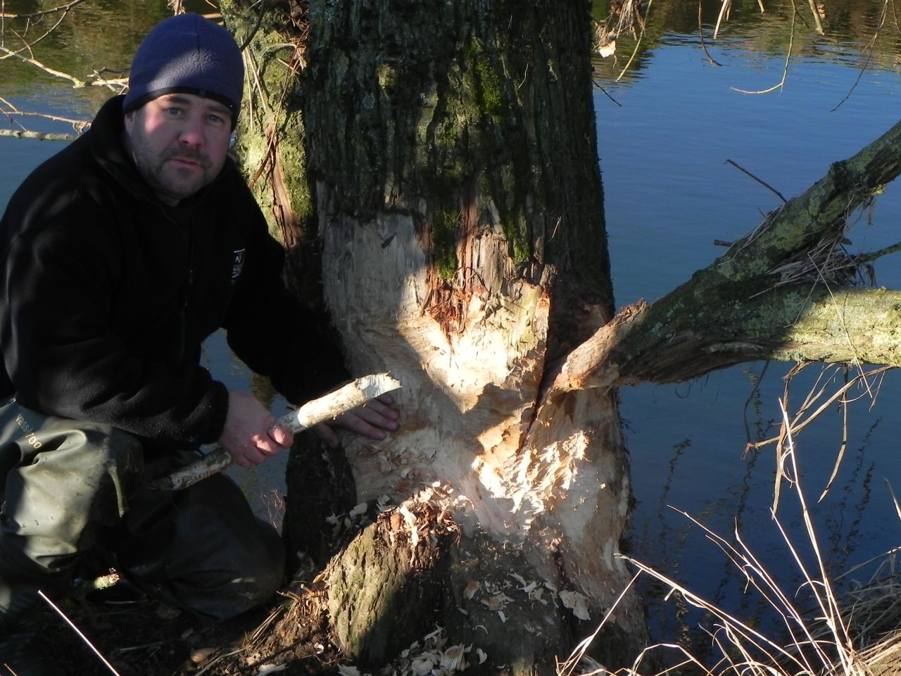 This willow tree has been gnawed by a beaver. The bark of the trees they fell is their primary source of food. 