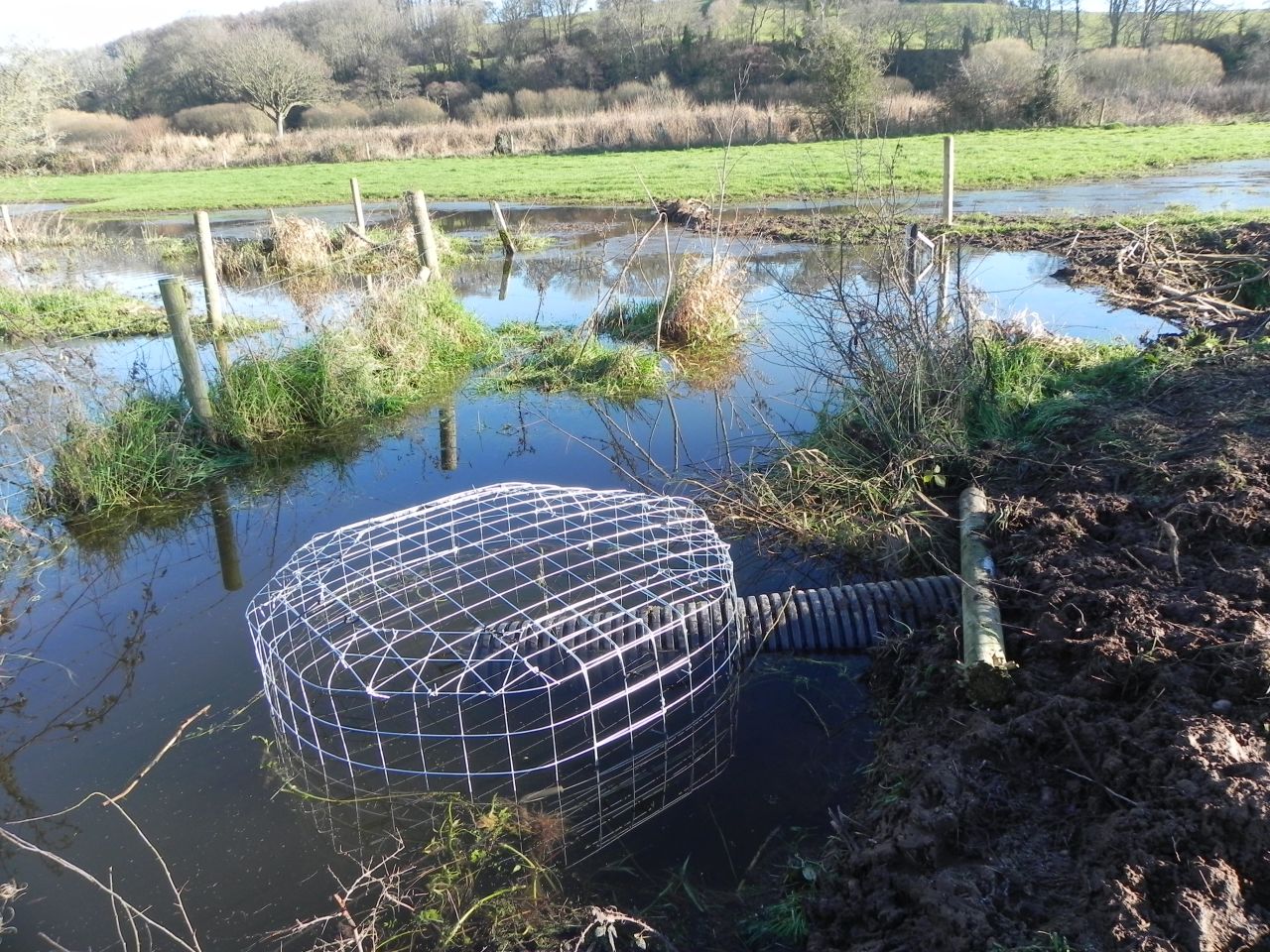 A large part of DWT's job is to manage the relationship between beavers and landowners. Here they have installed a pipe, or "beaver deceiver," to drain flooded farmland while allowing the beaver to keeps its dam.  