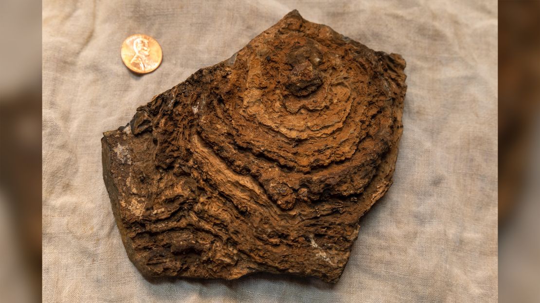 This stromatolite formed about 2.7 billion years ago and was collected from an ancient lake environment preserved in rocks in Western Australia. Layers can be seen within the stromatolite.